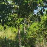 listing image thumbnail with ID 75849