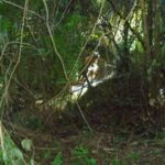 listing image thumbnail with ID 77018