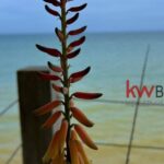 listing image thumbnail with ID 88446