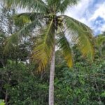listing image thumbnail with ID 76083