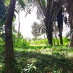 listing image thumbnail with ID 84052