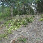 listing image thumbnail with ID 93164
