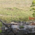 listing image thumbnail with ID 95184