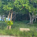 listing image thumbnail with ID 93565