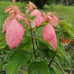 listing image thumbnail with ID 83471