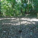 listing image thumbnail with ID 98973