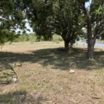 listing image thumbnail with ID 105091