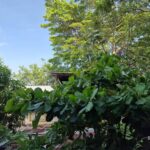 listing image thumbnail with ID 77052