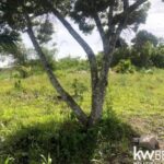 listing image thumbnail with ID 92656
