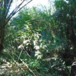 listing image thumbnail with ID 77034