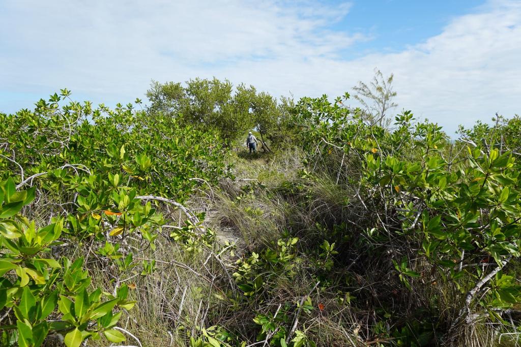 listing image with ID 101185