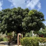 listing image thumbnail with ID 107096