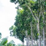 listing image thumbnail with ID 104720