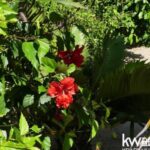 listing image thumbnail with ID 77713