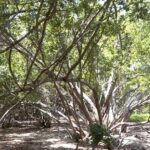 listing image thumbnail with ID 101601