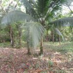 listing image thumbnail with ID 82843
