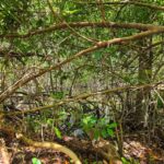 listing image thumbnail with ID 76098