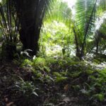 listing image thumbnail with ID 92476