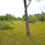 listing image thumbnail with ID 82671