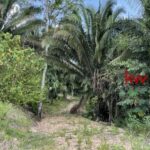 listing image thumbnail with ID 90245