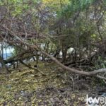 listing image thumbnail with ID 91811