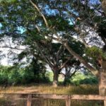 listing image thumbnail with ID 78940