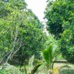 listing image thumbnail with ID 104693