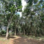listing image thumbnail with ID 104671