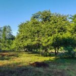 listing image thumbnail with ID 91577