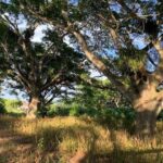 listing image thumbnail with ID 78939
