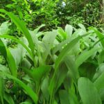 listing image thumbnail with ID 96582