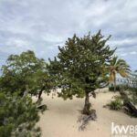 listing image thumbnail with ID 77694