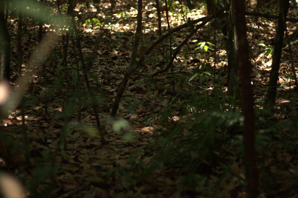 listing image with ID 80334