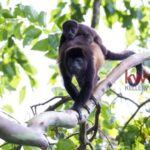 listing image thumbnail with ID 85937