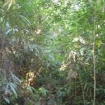 listing image thumbnail with ID 85063