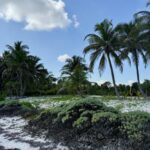 listing image thumbnail with ID 100242