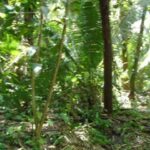 listing image thumbnail with ID 86754