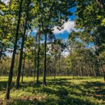 listing image thumbnail with ID 74545