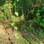 listing image thumbnail with ID 78439