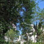 listing image thumbnail with ID 77388