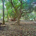 listing image thumbnail with ID 87762