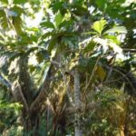 listing image thumbnail with ID 77031