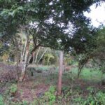 listing image thumbnail with ID 104868