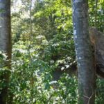 listing image thumbnail with ID 98951