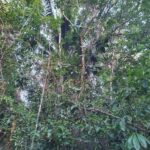 listing image thumbnail with ID 78443