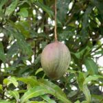 listing image thumbnail with ID 83358