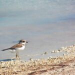 listing image thumbnail with ID 93335