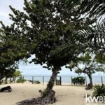 listing image thumbnail with ID 77665