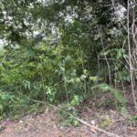 listing image thumbnail with ID 81795