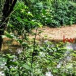 listing image thumbnail with ID 93958